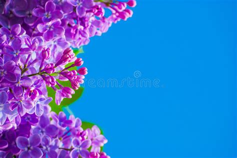 Purple Lilac In Blue Sky Stock Image Image Of Foliage 31179513