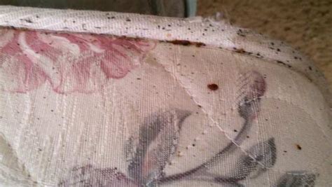 The bites frequently occur on the face. Signs of Bed Bug Infestation - Phoenix & Mesa AZ ...