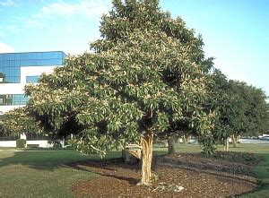 Always great deals & fast shipping! Loquat Tree, 2 year old - Bob Well Nursery