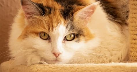 Kidney Stones In Cats How Dangerous Are They World Cat Finder