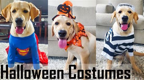 Our Labrador Puppy Trying 5 Different Halloween Costumes Omg Super