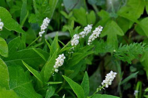 Seneca Snakeroot Uncommon Flowering Plants In Anderson County Tn