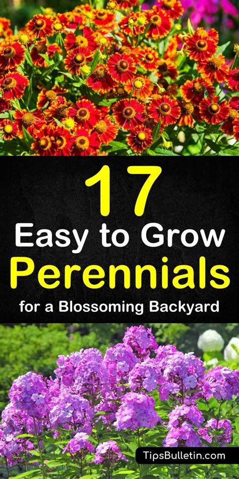 17 Easy To Grow Perennials Flowers Perennials Planting Flowers Plants