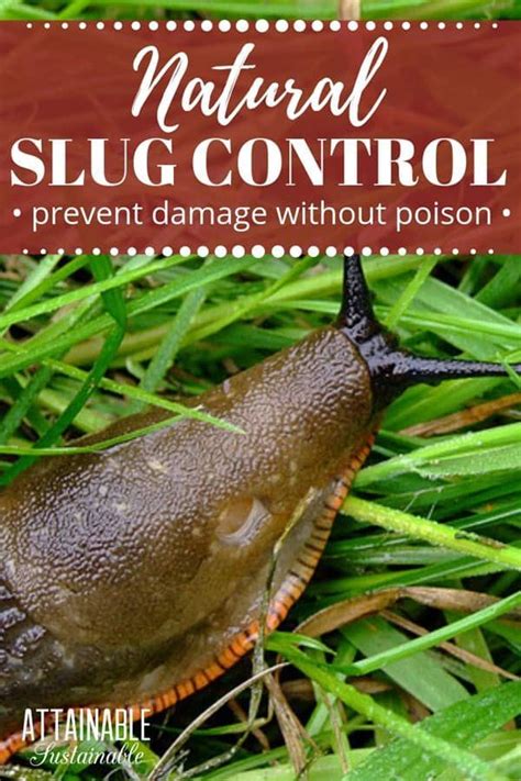 An Uncontrolled Slug And Snail Problem Can Decimate A Crop Overnight