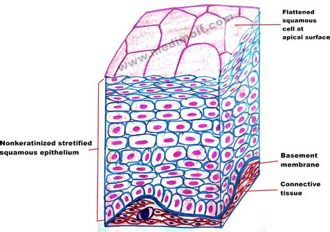 Simple Epithelial Tissue Diagram