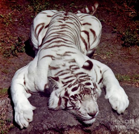 Tired Tiger Photograph By D Hackett Fine Art America