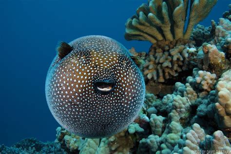 7 Things You Didnt Know About The Pufferfish Puffer Fish Fish