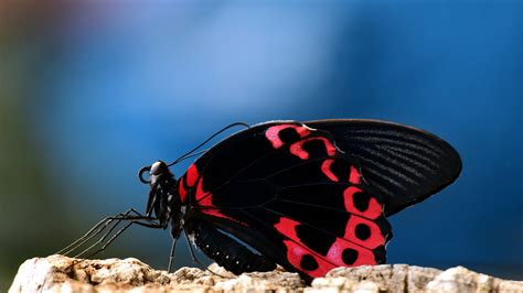Butterflies Wallpaper For Chromebook / Vsco Butterfly Laptop Wallpapers