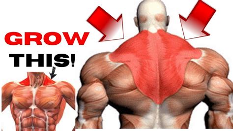 Exercise To Build Bigger Traps Fast Do This For Huge Traps Best