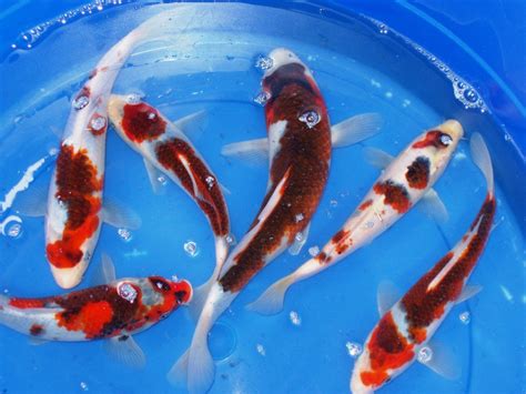 butterfly koi : Biological Science Picture Directory – Pulpbits.net
