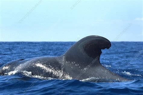 Short Finned Pilot Whale Stock Image C0095757 Science Photo Library