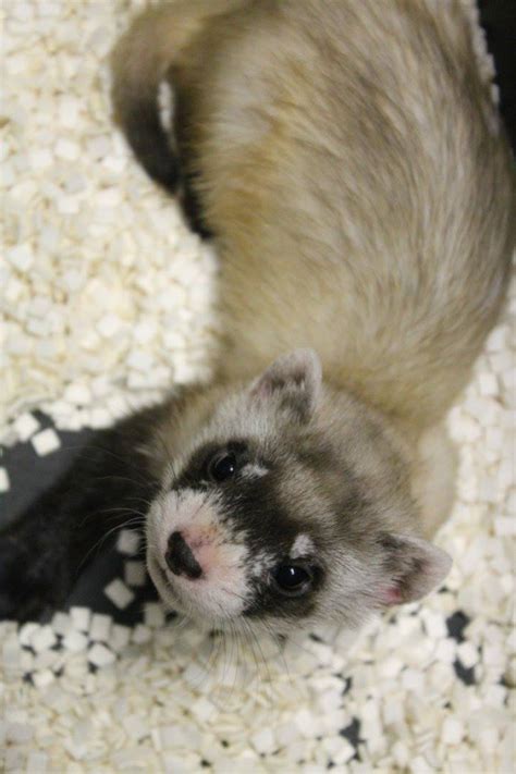 black footed ferret baby boom zooborns