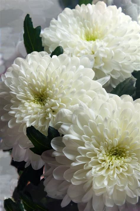 A Bouquet Of Three White Chrysanthemums Background Stock Image