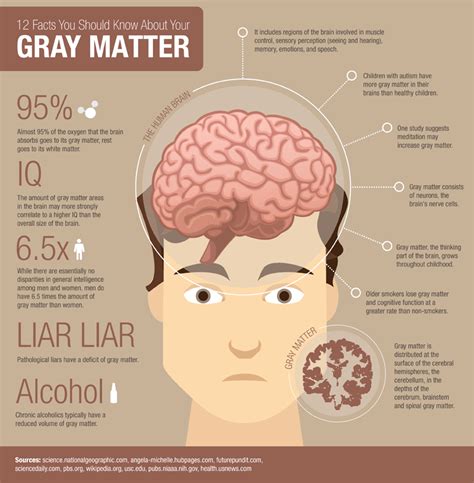 Gray Matter Brain Infographic Brain Facts