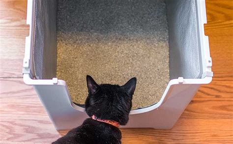 7 Tips To Make A Stinky Litter Box Smell Fresh And Clean Modkat