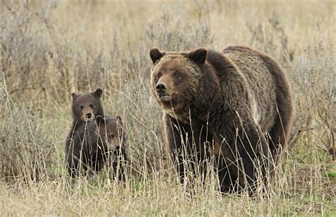 Euthanized Grizzly Bear Believed To Be Named Blaze Yellowstone Insider
