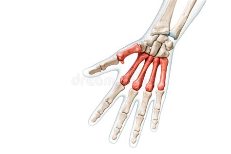 Metacarpal Bones In Red Color With Body 3d Rendering Illustration