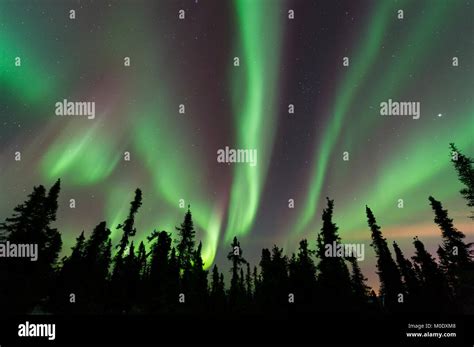 Northern Lights Aurora Borealis North Of Fairbanks Alaska Usa March