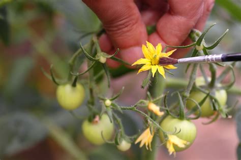 how to hand pollinate tomato flowers to triple fruit production
