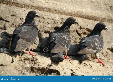 Three Pigeon On Wall Stock Image Image Of Wildlife Cute 57240361