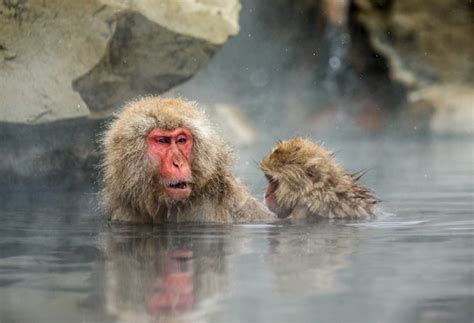 Premium Photo Two Japanese Macaques Are Sitting In Water In A Hot