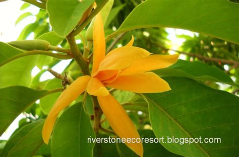 Bunga cempaka merupakan salah satu tanaman yang hidup di daerah tropis maupun sub tropis yang termasuk dalam genus tanaman berbungan dari suku magnoliaceae. Riverstone Eco Resort: LAMAN HERBA - Cempaka