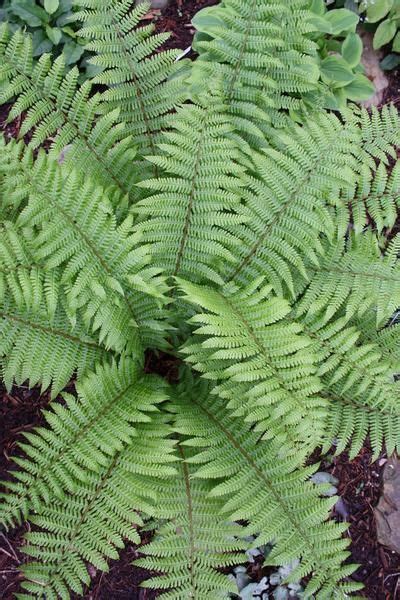 Best Ferns For The Garden And For Indoors Plant Delights Nursery