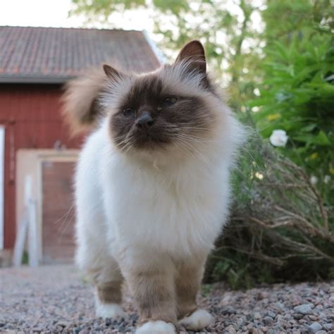 American heritage® dictionary of the english language, fifth edition. Helig Birma | gangaochrurik