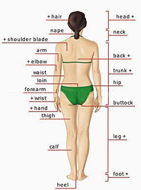 Human Body Parts Pictures With Names Body Parts Vocabulary Leg Head Face Artofit