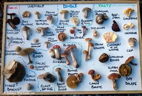 Mushroom Types Chart