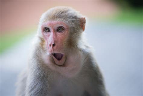 Three Distinct Brain Systems Underlie Monkey Social Skills Spectrum