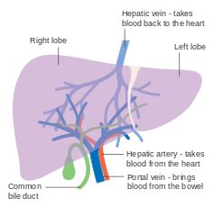 So, come on — let's take a tour of its many parts. File:Diagram showing the two lobes of the liver and its ...