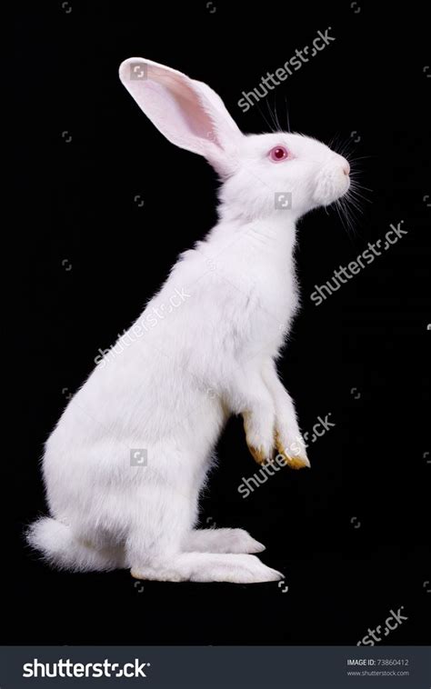 White Rabbit Standing On Hind Legs Stock Photo 73860412 Shutterstock