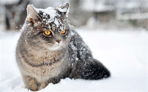 Cats In Snow Wallpapers Top Free Cats In Snow Backgrounds