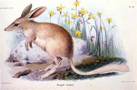 6 Extinct Marsupials A Z Animals