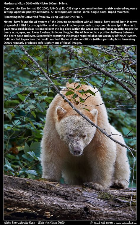 Touching spirit bear setting the setting takes place on an isolated island called ketchikan, alaska, close to drake. Quotes From Touching Spirit Bear Book. QuotesGram