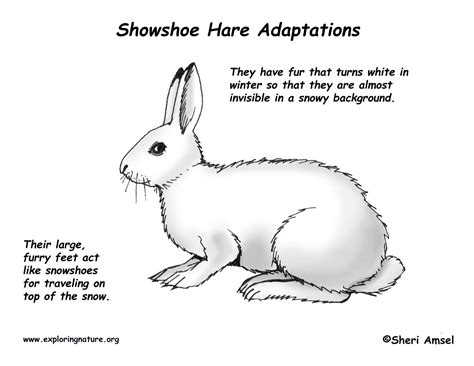 Adaptations Of The Snowshoe Hare