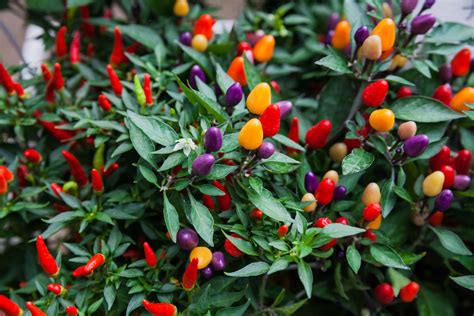Are ornamental peppers edible?
