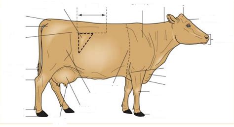 Cow Body Parts Diagram Quizlet
