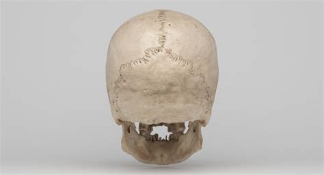 Real Human Skull Scan 3d Model In 2019 Real Human Skull Real Skull