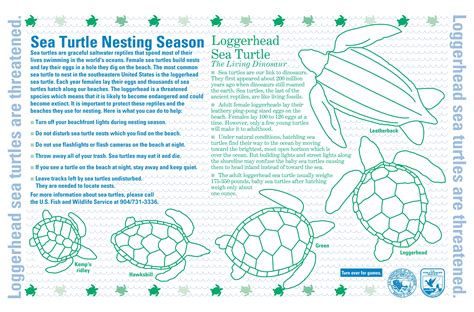 Sea Turtles Worksheets