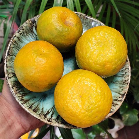 Nagpur Oranges Kosara Agri Ventures Llp