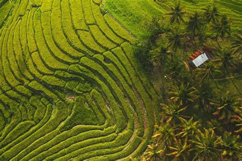 Incredible Cadapdapan Rice Terraces In Candijay Bohol Journey Era