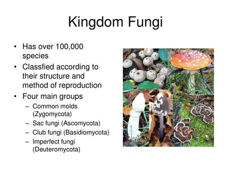 Ppt Classification Of Fungi Powerpoint Presentation Id5366222