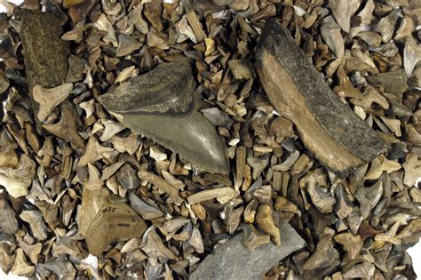 Five Facts Fossil Shark Teeth In Florida Florida Museum Science