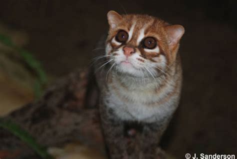 Wildlife Fact Sheet Flat Headed Cat Rainforest Action Network