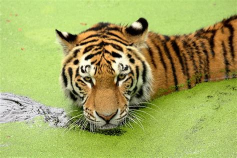 Sibirischer Tiger Foto And Bild Tiere Zoo Wildpark And Falknerei