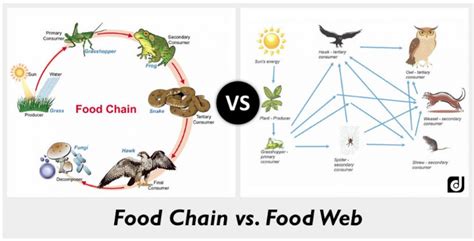 What Is The Difference Between A Food Web And A Food Chain Cbse Tuts