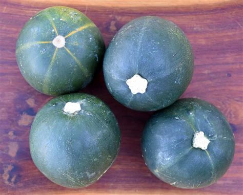 Pattypan squash is mint what's cooking america: Gem Squash Planting