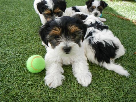 Are you looking for a shih tzu? Shih Tzu Puppies For Sale | Central Oklahoma City, OK #189914